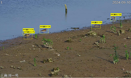 摄像机鸟类识别模型