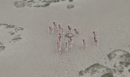 基于无人机的物种识别模型